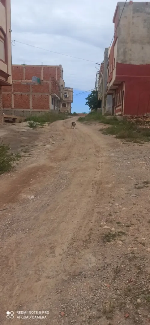 Vente Terrain Tlemcen Marsa ben mhidi