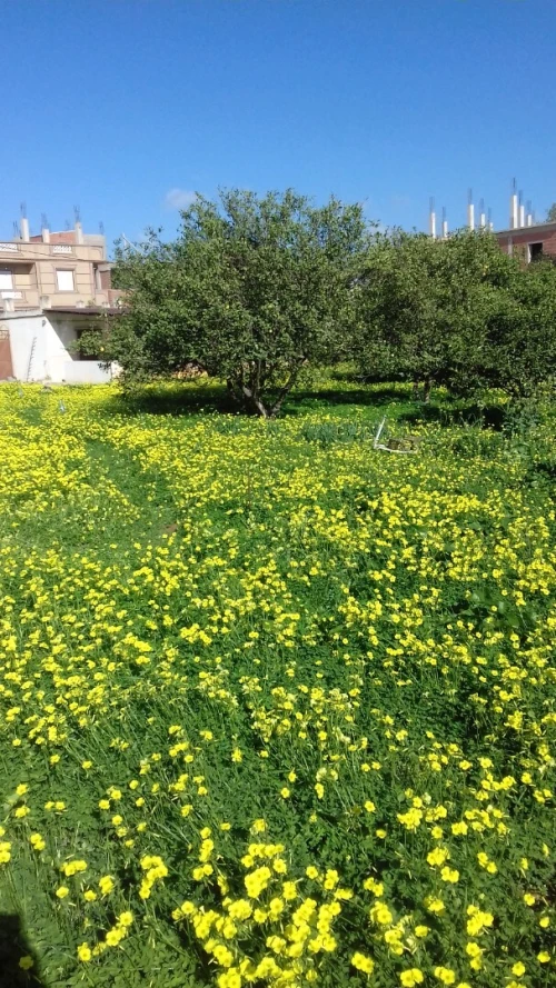 Vente Terrain Alger Ouled chebel
