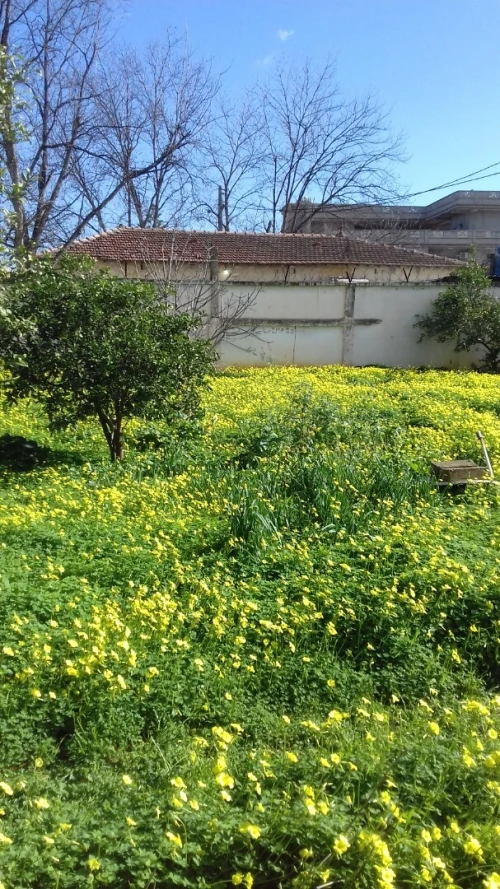 Vente Terrain Alger Ouled chebel