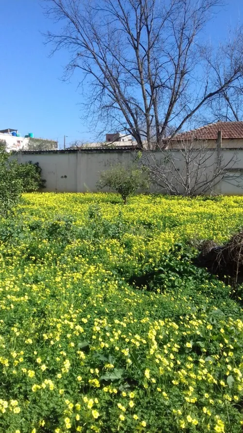 Vente Terrain Alger Ouled chebel