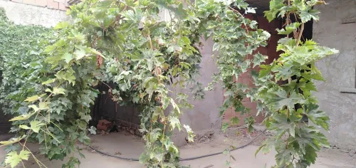 Vente Carcasse Oran Bethioua