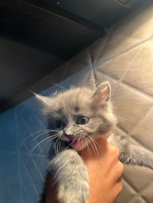 Chat Perçant 
