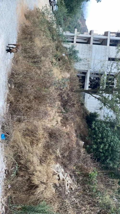 Vente Terrain Alger Bouzareah