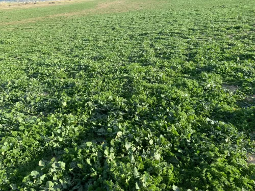 Vente Terrain Bouira El hachimia