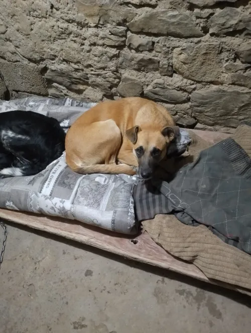 Chien de garde 