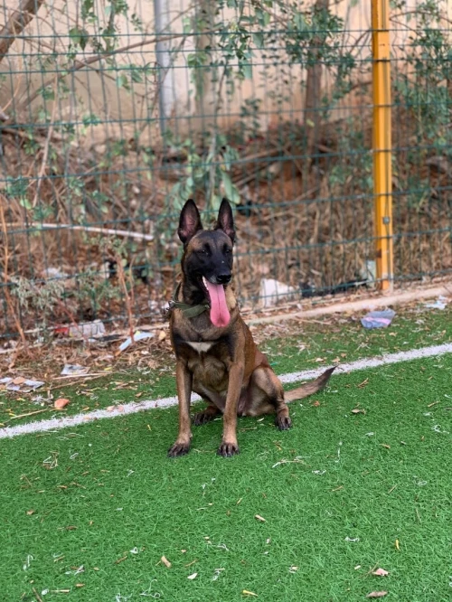 Chiens malinois femelle 