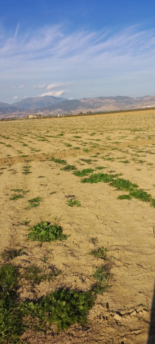 Vente Terrain Aïn Defla Bir ould khelifa