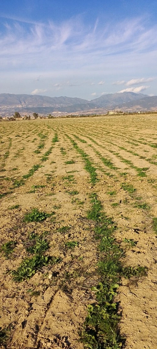 Vente Terrain Aïn Defla Bir ould khelifa