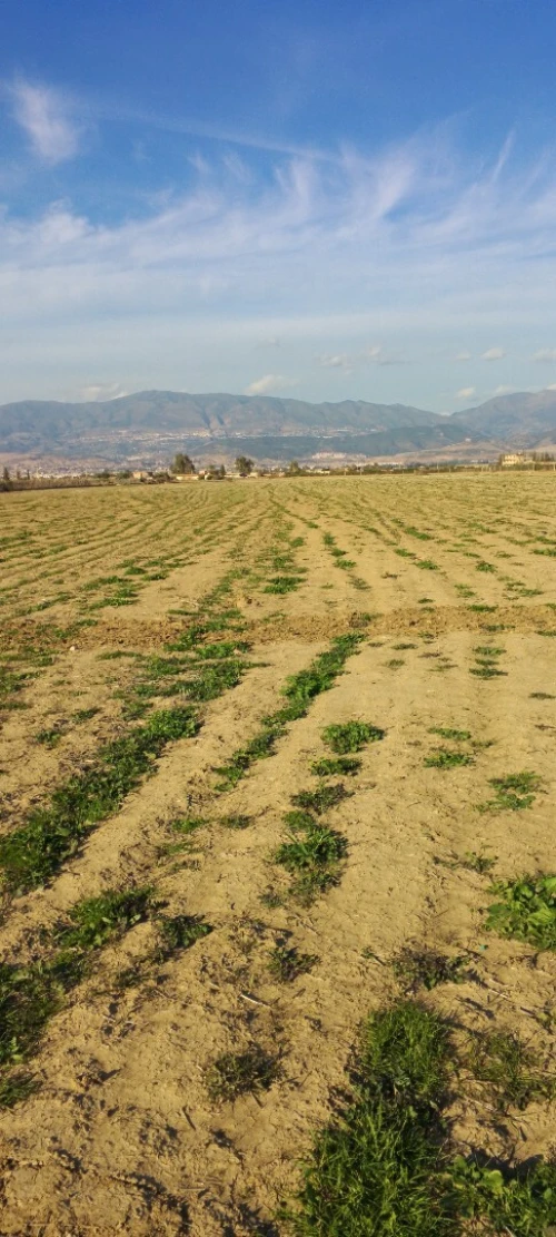 Vente Terrain Aïn Defla Bir ould khelifa