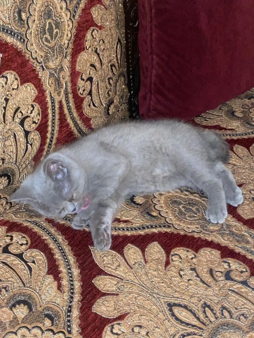 Chat Scottish fold british shorthair pure race 