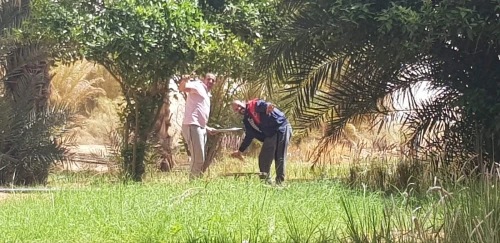 Vente Terrain Agricole Ghardaïa Mansoura