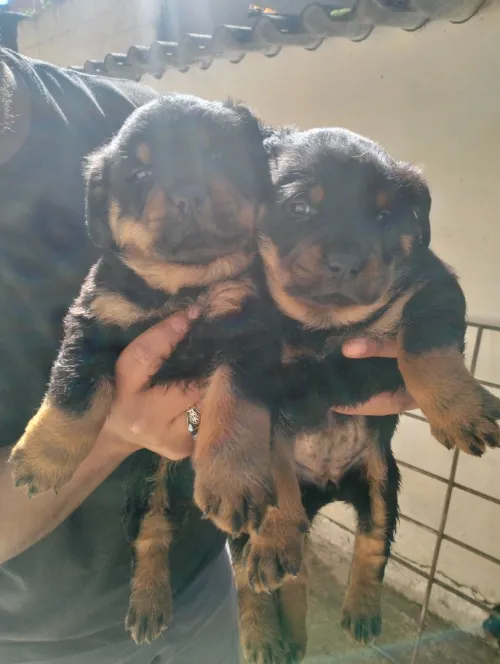 Chiots Rottweiller