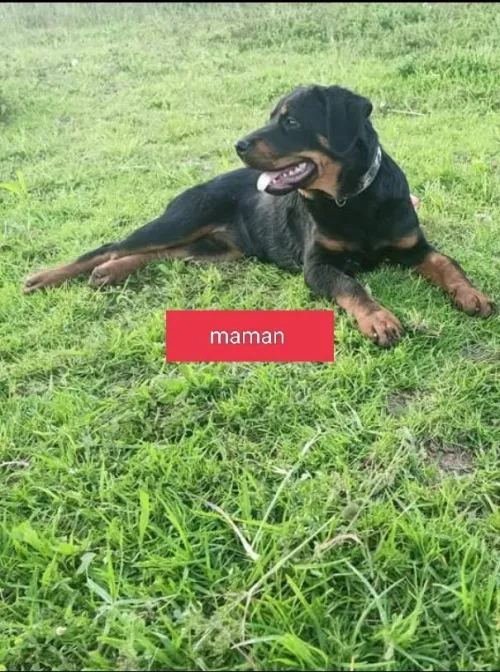 Chiots Rottweiller