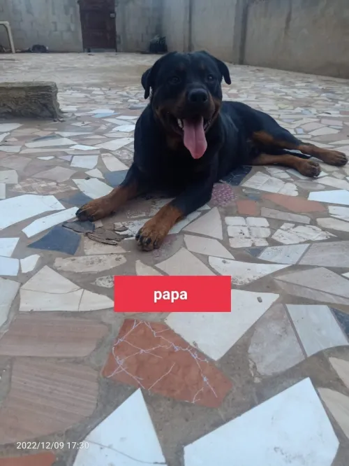 Chiots Rottweiller