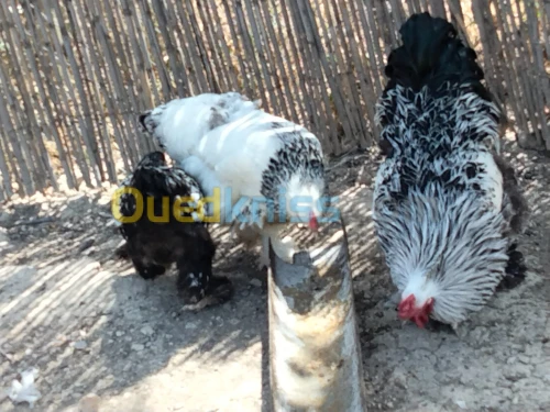 سردوك و 5 جاجات براهما