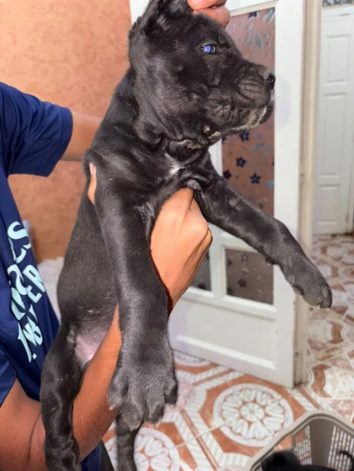 Chiots cane corso 3andhoum 50 jours pour race