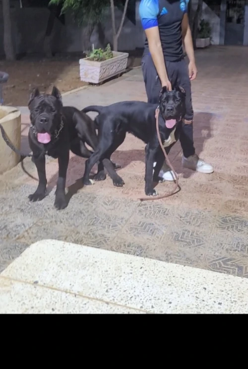 Chiots cane corso pur race 3andhoum 50 jours 