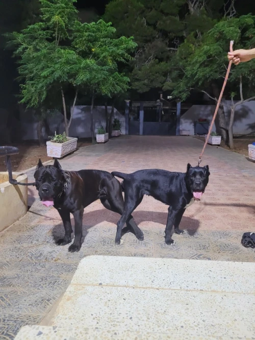 Chiots cane corso 3andhoum 50 jours pour race