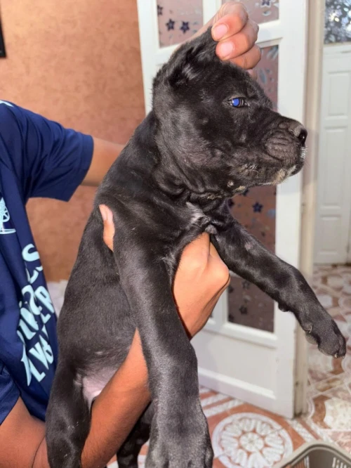 Chiots cane corso 3andhoum 50 jours pour race