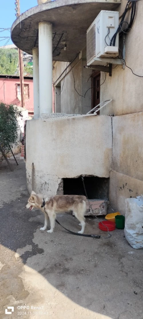 Vente Villa Alger El harrach