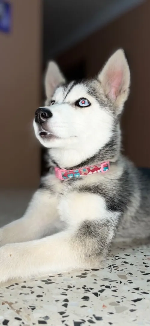 Husky sibérienne 