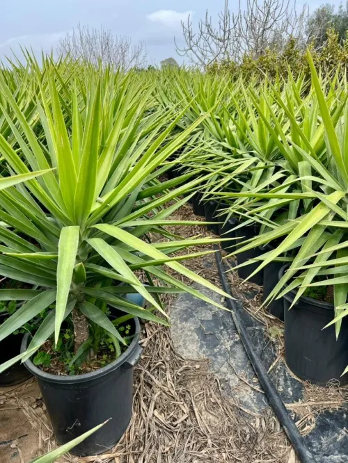 Plant yucca
