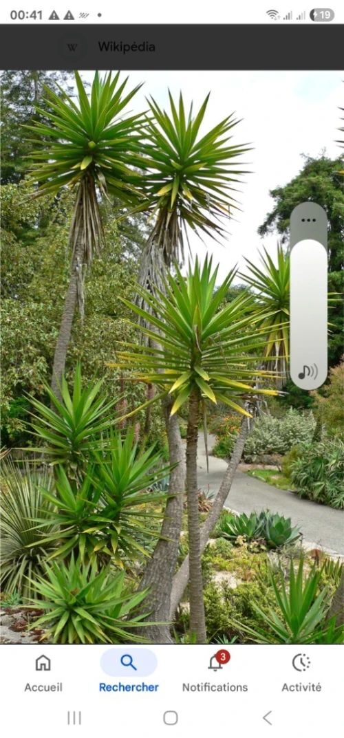 Plant yucca
