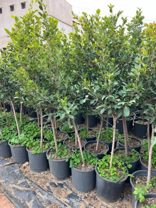 Arbre ficus