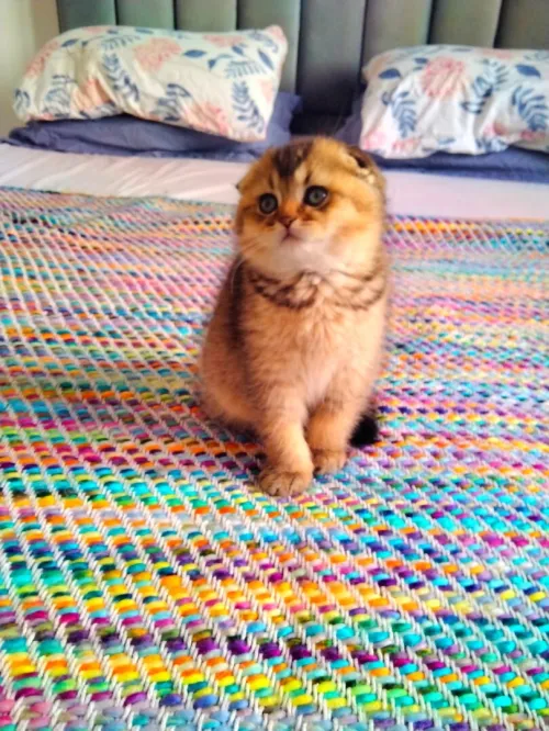 Des chatons Scottish fold et British Shorthair