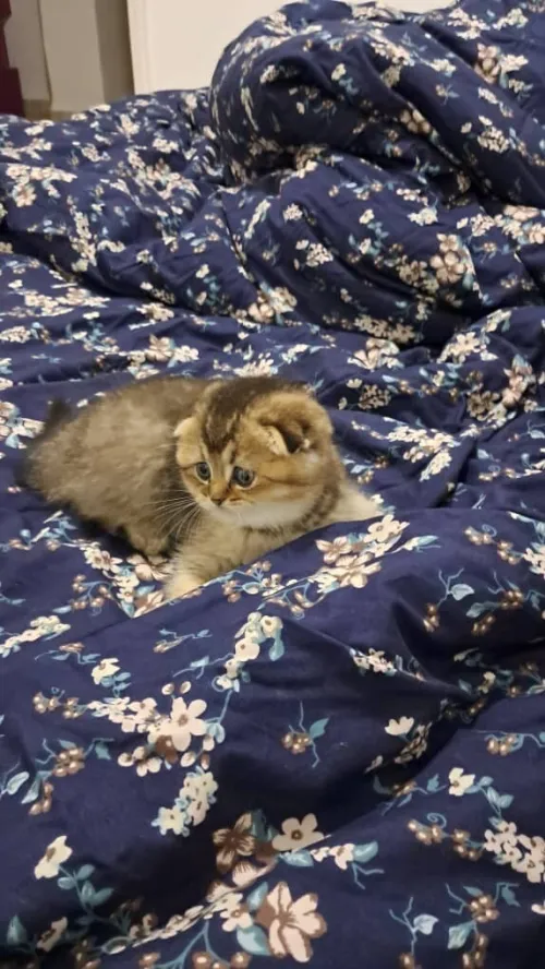 Chat Scottish fold femelle