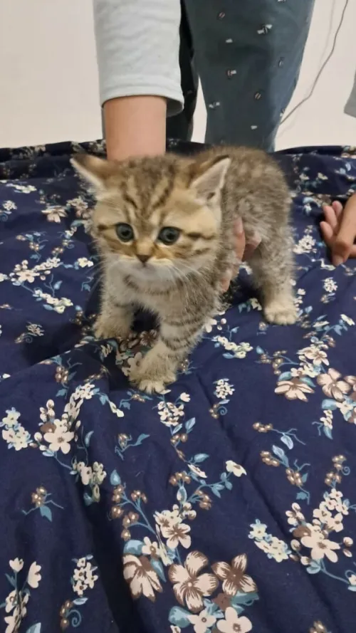 Chatonne British Shorthair