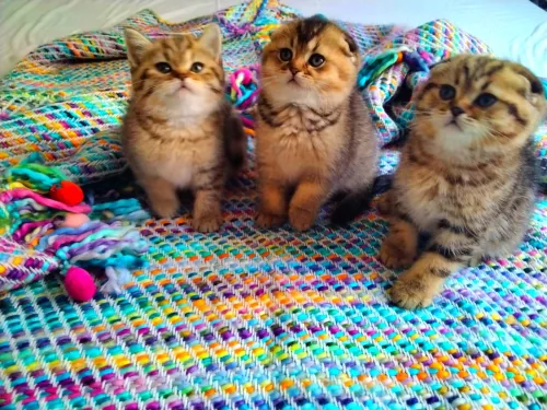 Des chatons Scottish fold et British Shorthair