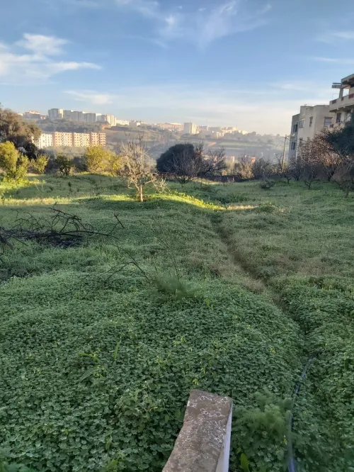 Vente Terrain Tipaza Kolea
