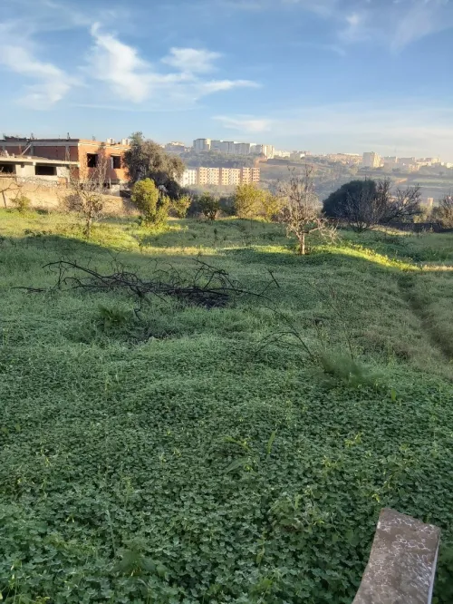 Vente Terrain Tipaza Kolea