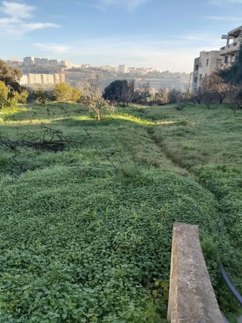 Vente Terrain Tipaza Kolea