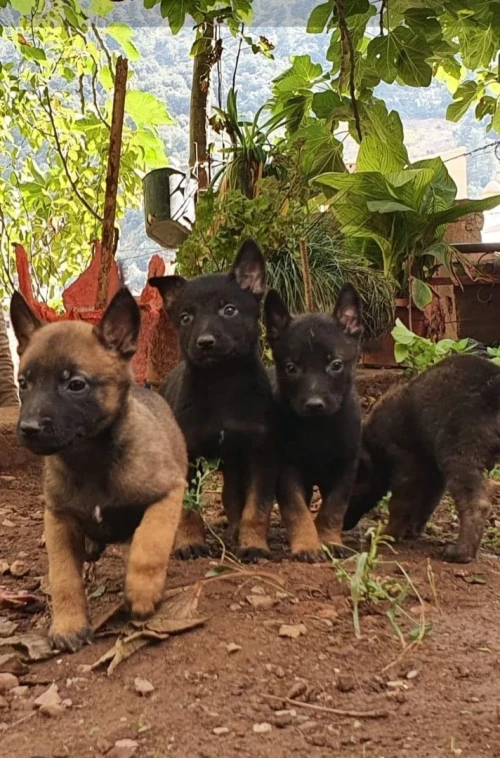 Malinois 