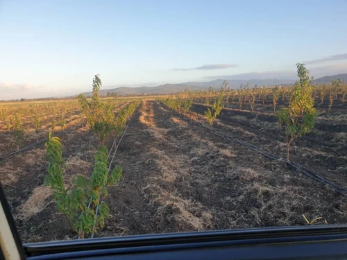 Vente Terrain Agricole El Tarf Ben mehdi