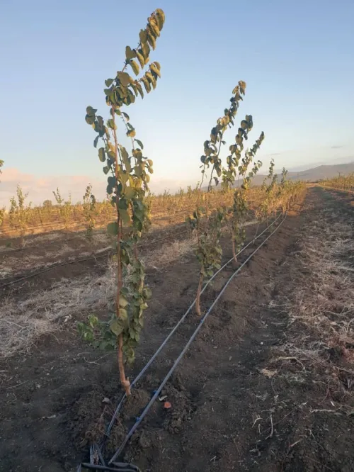 Vente Terrain Agricole El Tarf Ben mehdi