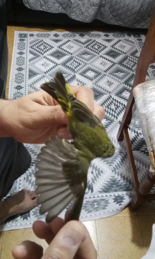 فمالة سورا موزمبيق  كحلوشة