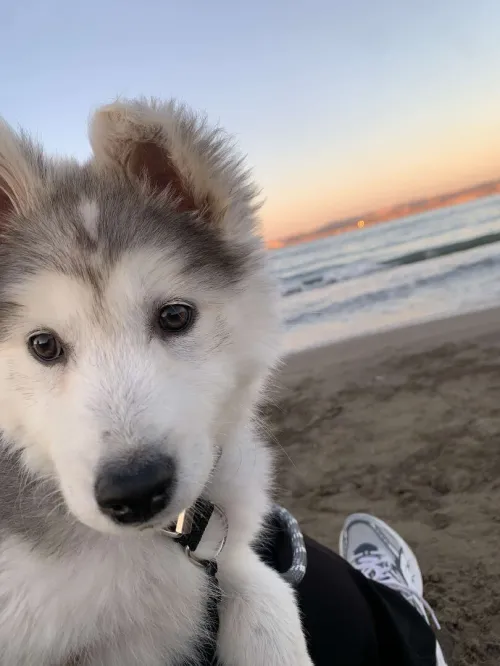 Chien husky femelle âge 5 mois