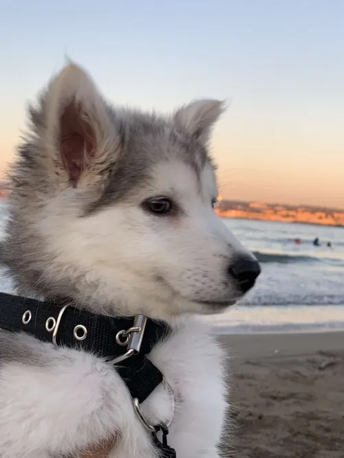 Chien husky femelle âge 5 mois