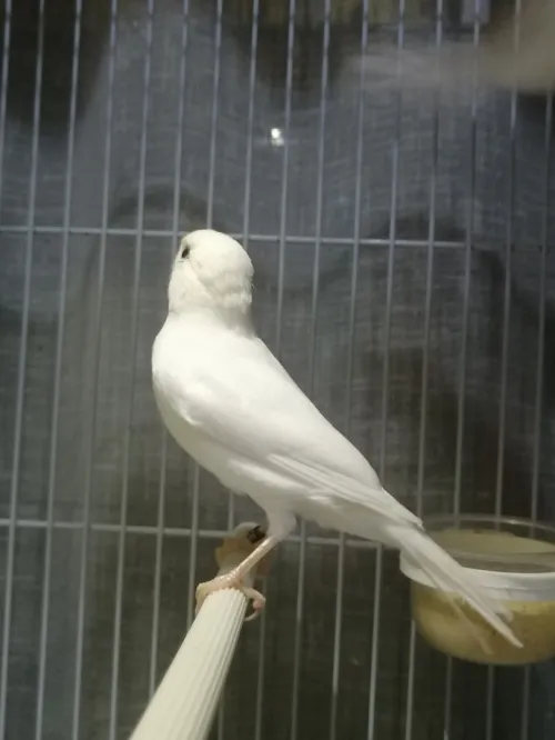 Canari blanc 2022