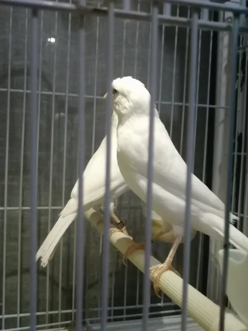 Canari blanc 2022