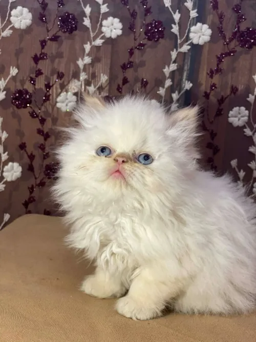 Chaton persan