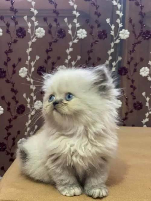 Chatons persons