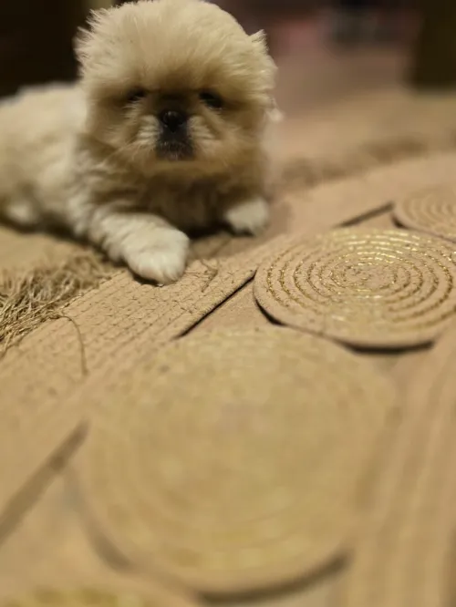 Chien pekinoi