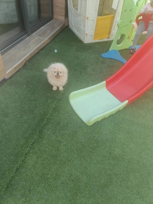 Chien pekinoi