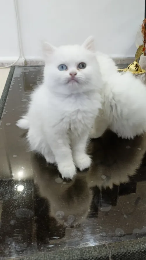 chaton persan