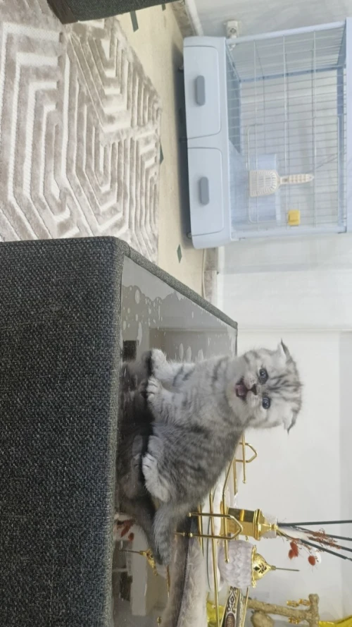chaton scottish fold
