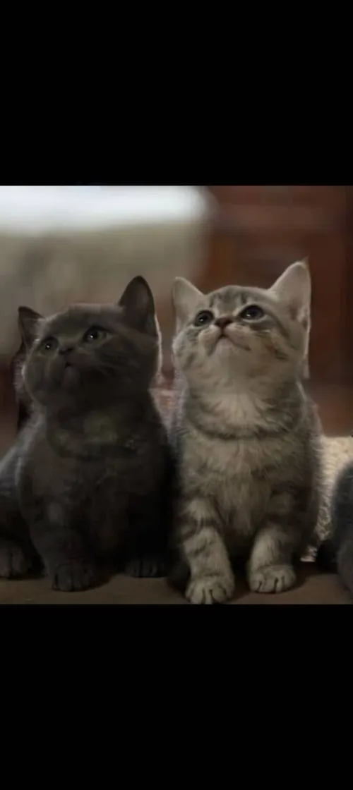 chaton British Shorthair